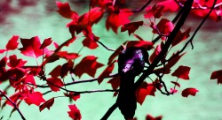 red leaves2
